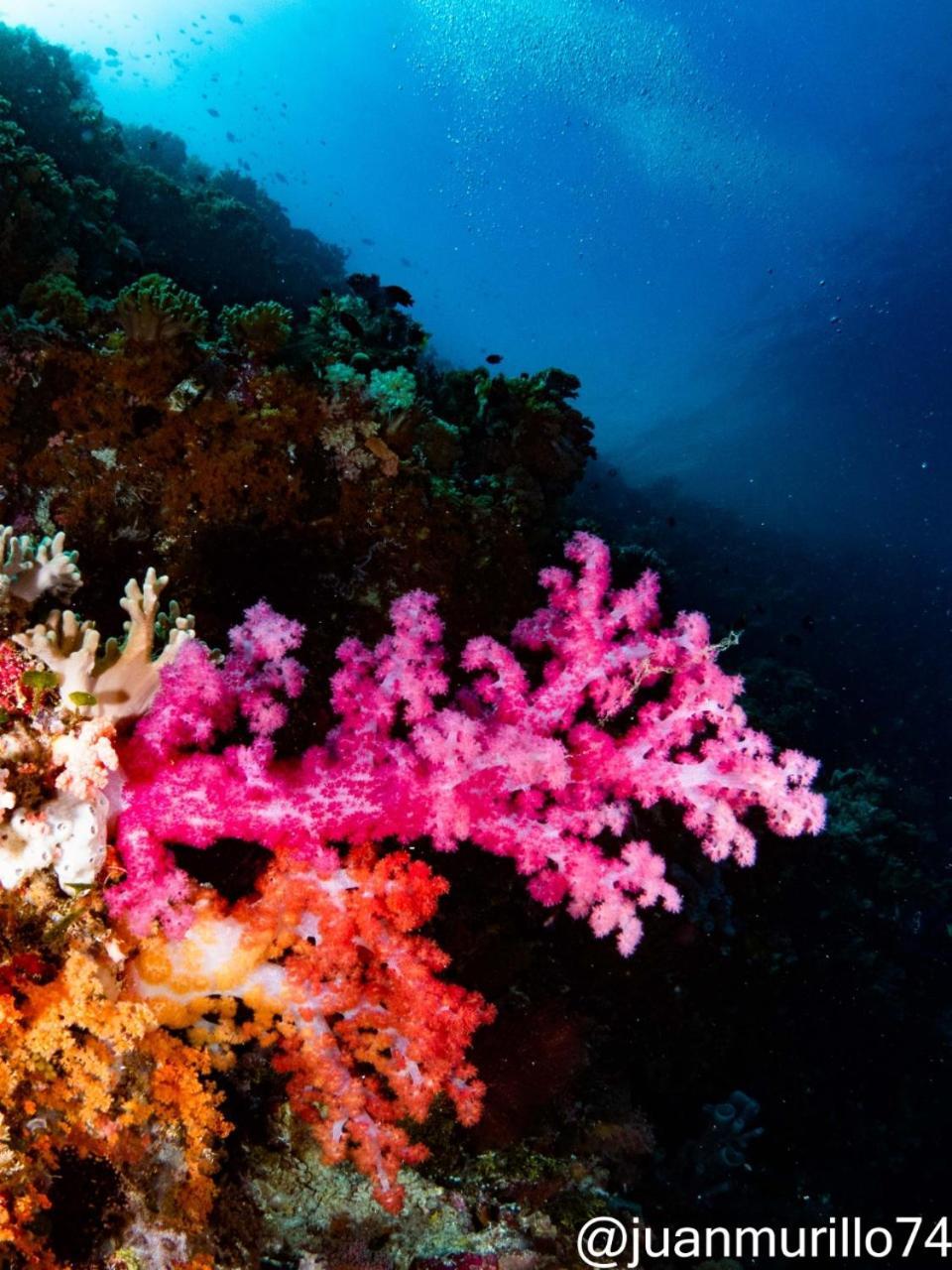 Marind Dive Eco Resort Waha Ngoại thất bức ảnh